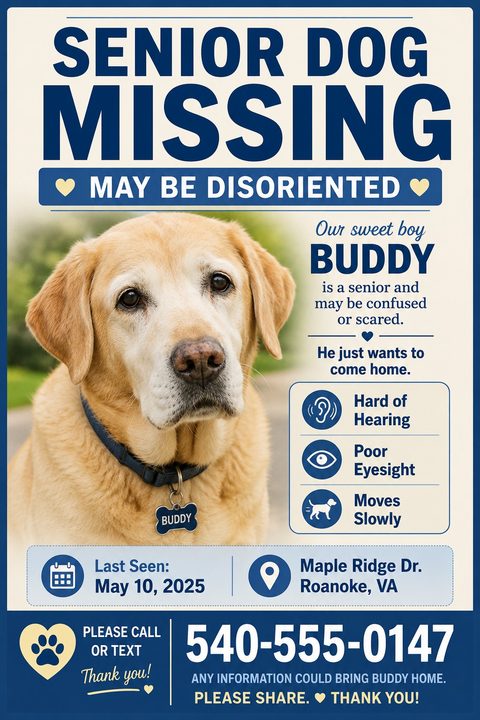 Missing dog flyer with a large photo of a senior yellow Labrador. Bold navy text reads 'SENIOR DOG MISSING'. Includes sections for last seen details, special needs like 'Hard of Hearing', and a large phone number.
