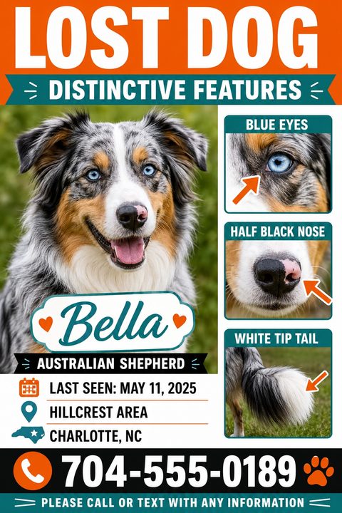 A lost dog flyer featuring a large photo of an Australian Shepherd and three smaller photos highlighting distinctive features with orange arrows. Bold orange and teal banners display location and contact details.