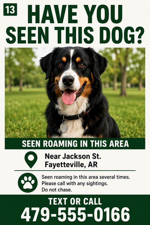 A flyer with a large photo of a Bernese Mountain Dog in a park. Bold green text reads 'HAVE YOU SEEN THIS DOG?' and 'SEEN ROAMING IN THIS AREA'. Includes location details, instructions not to chase, and a large phone number.