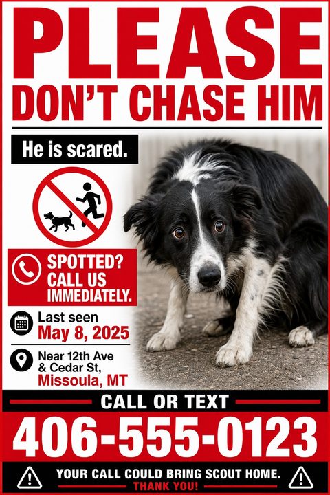 Urgent lost dog flyer with large red text reading PLEASE DON'T CHASE HIM. Features a photo of a scared black and white dog, a no-chasing icon, and prominent contact details.
