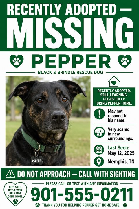Missing dog flyer template with a large 'MISSING' headline, a photo of a black dog, and sections for pet details, last seen location, and a large phone number.